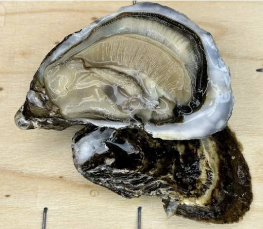 ostrica concava "la delicata di Sardegna"