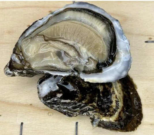 ostrica concava di Sardegna "SANDALIA"