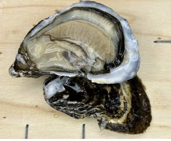 ostrica concava di Sardegna "shardana"