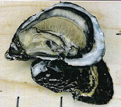 ostrica concava Francia n°1