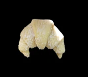 4045 CORNETTO CURVO CREMA con LIEVITO MADRE FRESCO RSPO SG - 60 pz