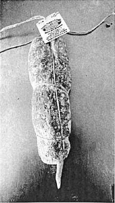 Salame di magliano