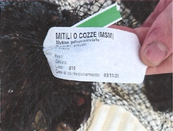 MITILI O COZZE (MSN) Mytilus galloprovincialis