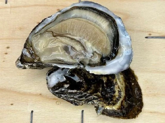Foto Ostrica concava di Sardegna "Sandalia" I.wai Food richiamato
