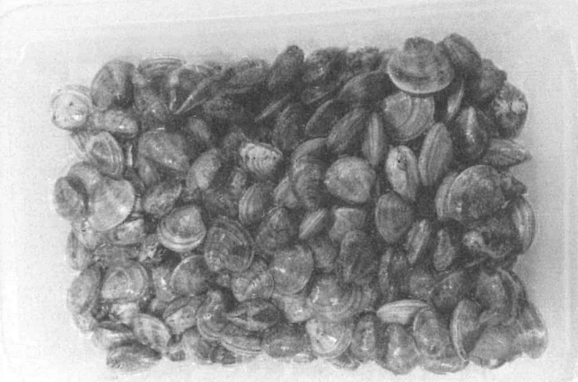VONGOLE O LUPINI SOTTOVUOTO 4X0,5 KG