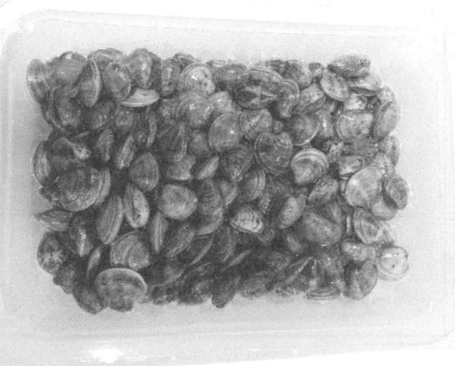 VONGOLE O LUPINI SOTTOVUOTO 4X0,5 KG