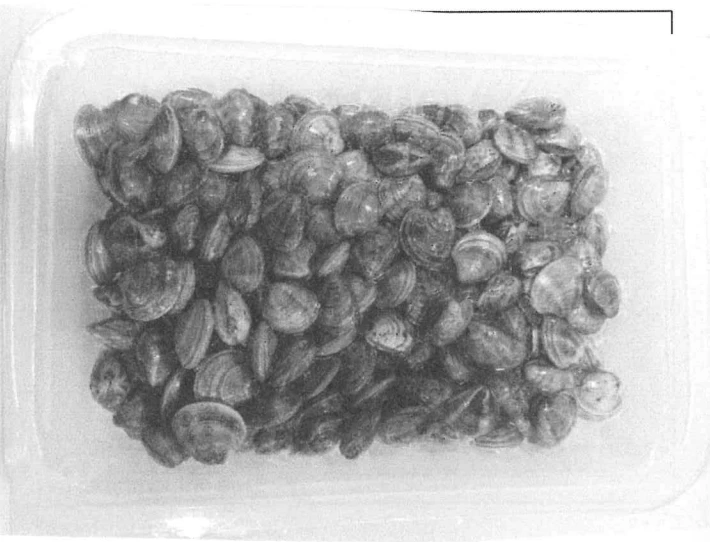 VONGOLE O LUPINI SOTTOVUOTO 4X0,5 KG