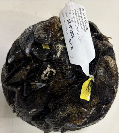 MITILI O COZZE (Mytilus galloprovincialis)