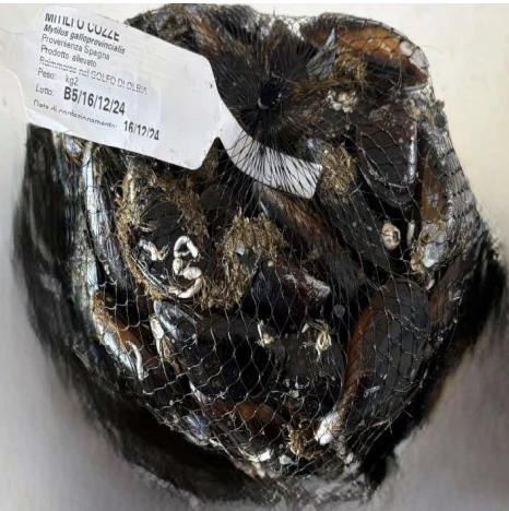 MITILI O COZZE (Mytilus galloprovincialis)